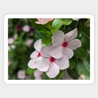 White and Pink Flower Trio Photographic Image Sticker